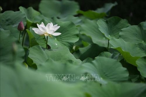 Hoa sen khoe sắc tại tỉnh Hà Bắc, Trung Quốc. Ảnh: THX/TTXVN