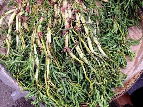 Rau rút ở Ninh Bình
