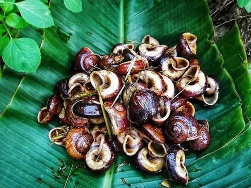 Ốc núi Ninh Bình.