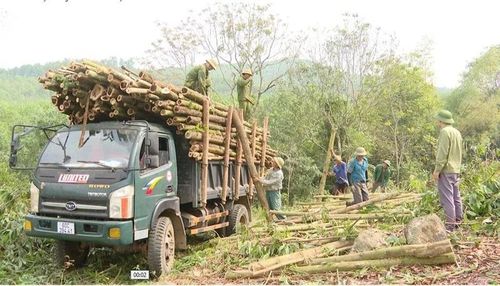 Khai thác rừng keo của gia đình ông Nguyễn Văn Tư, thôn Sống, xã Cẩm Thủy.