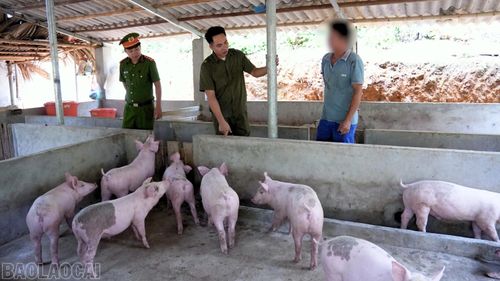 Mô hình nuôi lợn thịt kết hợp nuôi cá giúp gia đình anh T.T.X thu về trên 100 triệu đồng mỗi năm.