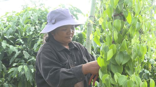 Chị H’Rơu đã chịu khó học hỏi kỹ thuật chọn giống, chăm sóc để trồng xen kẽ cây tiêu với cà phê cho năng suất cao
