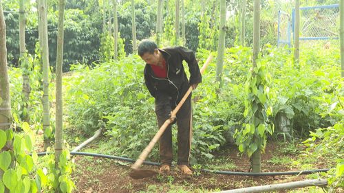 Ông K’Bang thực hiện mô hình đa cây trên diện tích đất hiện có để tăng năng suất cây trồng, tăng thu nhập cho gia đình.