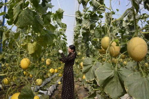 Diện tích nông nghiệp tỉnh có chứng nhận VietGAP, GlobalGAP đạt 23.800 ha