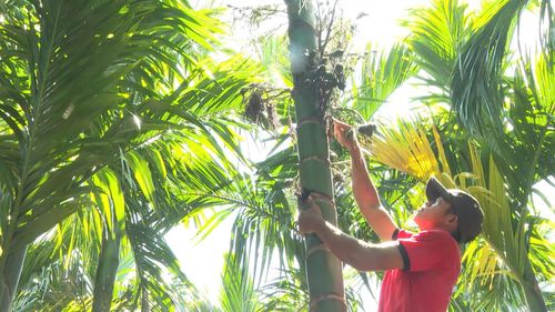 Thương lái đến tận vườn mua cau tươi (ảnh Hoàng Minh)
