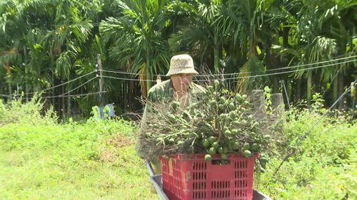 Những buồng cau đạt chất lượng được bán ngay khi thu hoạch. (ảnh Hoàng Minh)