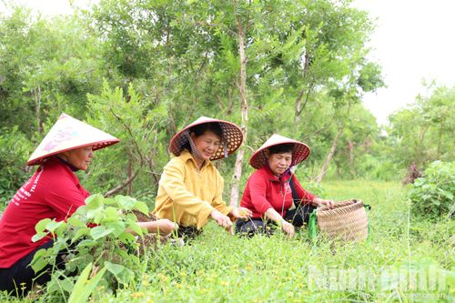Các sản phẩm của Hợp tác xã Dược liệu sinh thái Ngọc Trà được chế biến từ nguồn nguyên liệu tại địa phương.