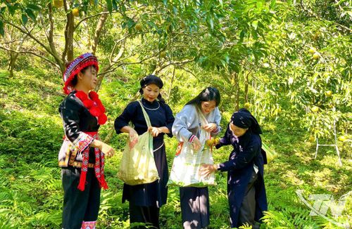 Du khách tham quan, trải nghiệm vườn quýt chín ở xã Bạch Thông.
