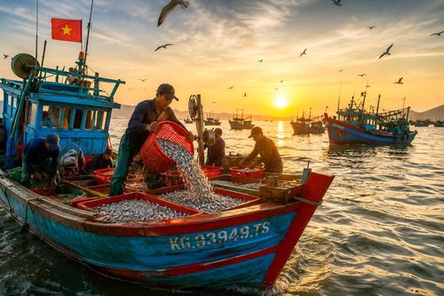 Nghề đánh bắt cá cơm tại Phú Quốc là nghề truyền thống lâu đời, đóng vai trò cốt lõi để tạo nên đặc sản Nước mắm Phú Quốc nổi tiếng toàn cầu.