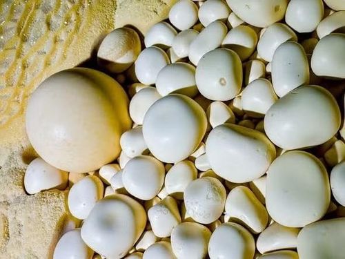 Cụm ngọc trong hang Thắng ở Phong Nha - Kẻ Bàng