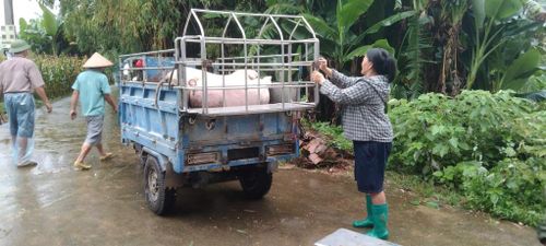 Người dân đang di dời vật nuôi đến nơi an toàn.