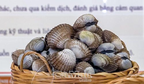 Sản phẩm sò huyết Cà Mau chính thức được công bố chỉ dẫn địa lý, mở ra cánh cửa bảo hộ thương hiệu và nâng cao giá trị tài nguyên bản địa.