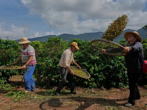 Mưa ảnh hưởng đến tiến độ thu hoạch cà phê ở Brazil. (Ảnh: Al Jazeera)