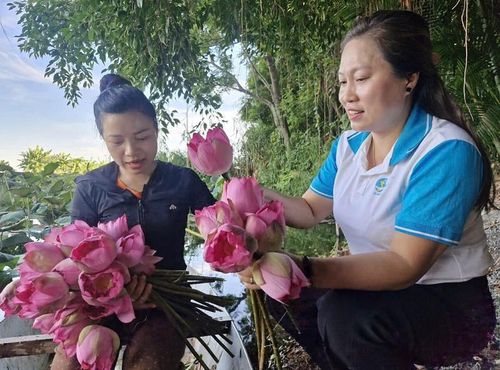 Chị Phạm Thị Nhung (mặc áo đen) tranh thủ thu hoạch hoa sen từ lúc sáng sớm. Ảnh: PV