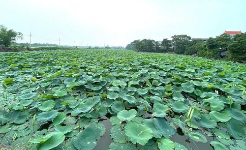 Nhiều diện tích ao hồ, đồng ruộng thấp trũng ở xã Phú Xuyên đã được thay thế bằng những đầm sen xanh mướt. Ảnh: PV