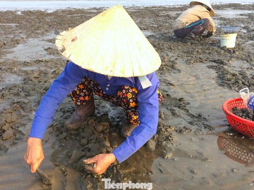 Bà Nguyễn Thị Hòa (48 tuổi, trú xã Hải Châu) chia sẻ, gần như sáng nào thủy triều rút bà cũng tranh thủ ra biển cào ngao. “Phải đi từ 4-5 giờ sáng mới kịp con nước. Có hôm cào vài tiếng được 4-5kg ngao, cũng có hôm chẳng được bao nhiêu. Cái này phụ thuộc hoàn toàn vào con nước và may mắn, nhưng có thêm ít tiền mua thức ăn, trang trải sinh hoạt nên chúng tôi vẫn gắn bó nhiều năm nay”, bà Hòa nói.