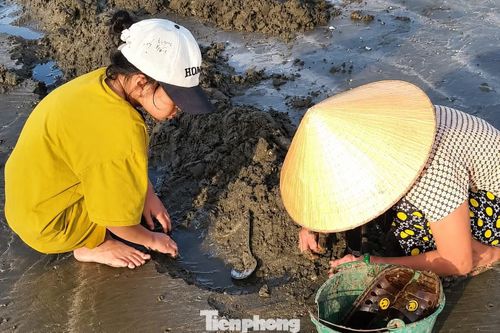  Nhiều em nhỏ theo bà, mẹ ra bãi triều nhặt "lộc biển". 