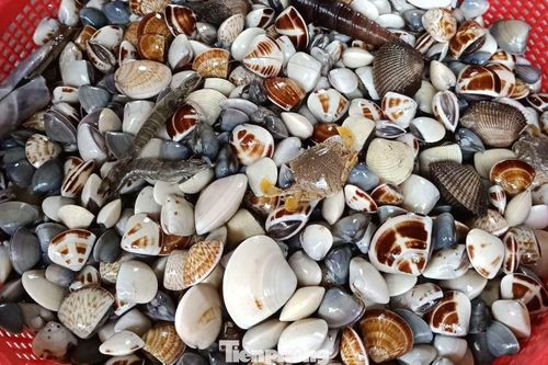 Ngao sẽ được người dân phân loại trước khi mang đi tiêu thụ. Giá bán dao động 20.000 - 25.000 đồng/kg.