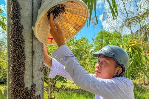 Một tay giữ nón, một tay nhẹ nhàng đưa sát miệng lỗ tổ, anh Vũ khéo léo “dẫn dụ” đàn ong ra ngoài.