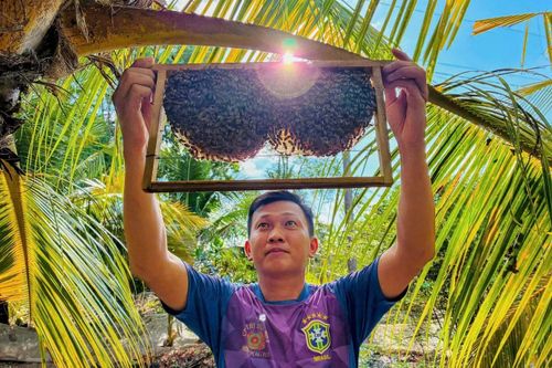 Anh Vũ chia sẻ: “Bắt ong này quan trọng nhất phải giữ được ong chúa thì đàn mới theo mình về nuôi. Giữ được đàn ong, còn nhân ra thêm được đàn mới. Mật ong bán giá trên 1 triệu đồng/lít, có thêm thu nhập lúc nông nhàn”.