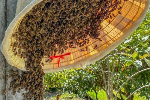 Không đồ bảo hộ cầu kỳ, chỉ với chiếc nón lá và kinh nghiệm tích lũy qua nhiều lần thử sức, anh Vũ bắt đầu công việc mà không phải ai cũng dám làm.