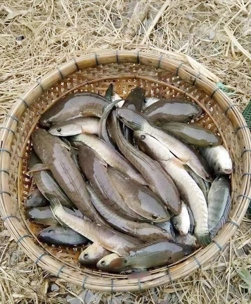 Cá cửng được xem là "lộc trời", đặc sản quý hiếm ở Ninh Bình.