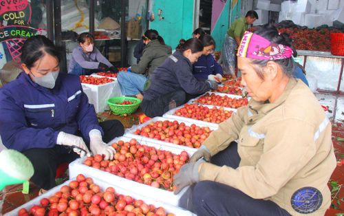 Quả vải xuất khẩu được đóng vào thùng xốp.