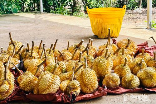 Sầu riêng vỏ vàng.