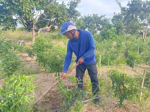  Ông Đinh Ueng (xã Chư A Thai) chăm sóc diện tích ớt trồng xen trong vườn điều. Ảnh: Vũ Chi 