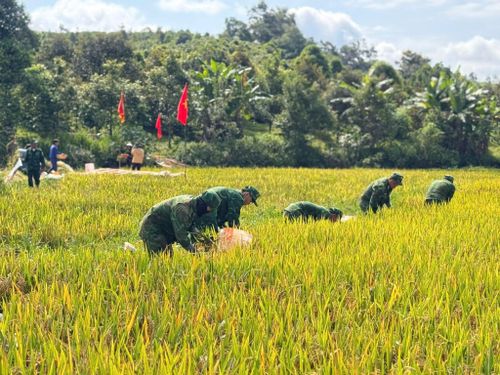 Mỗi mùa lúa chín, trên cánh đồng Đắk Huýt lại xuất hiện màu xanh áo lính của CBCS Đồn Biên phòng Đắk Dang hòa cùng sắc vàng của lúa