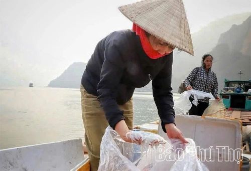 Chị Trần Kiều Minh cũng đã gắn bó với nghề buôn cá của ngư dân ở bến nước Đà giang 20 năm có lẻ.