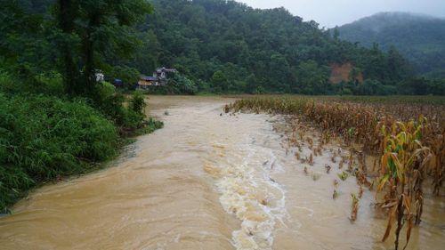 Hoa màu tại xã Nguyên Bình ngập trong nước lũ.