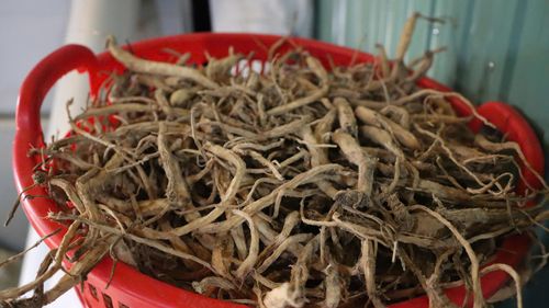 Sâm dây sau khi phơi khô. Ảnh: HỮU PHÚC