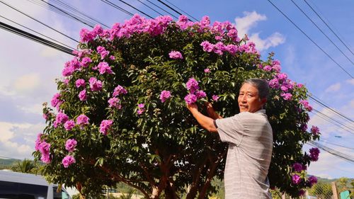  Một cây bằng lăng tán rộng, đang rực sắc. Ảnh: HỮU PHÚC 