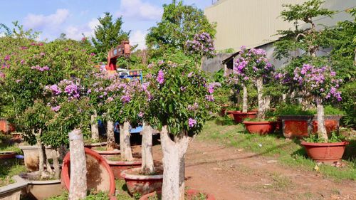  Bằng lăng đã vào chậu. Ảnh: HỮU PHÚC 