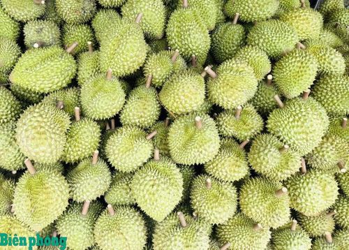 Sầu riêng là mặt hàng đóng góp tỷ trọng lớn nhất trong kim ngạch xuất khẩu rau quả của Việt Nam sang Trung Quốc. Ảnh: Bích Nguyên