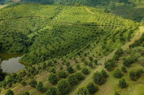 Cây mắc ca đang dần phủ xanh nhiều vùng đất ở Điện Biên. Ảnh Vũ Lợi