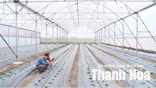Người nông dân có thể điều khiển hệ thống tưới tự động ngay trên điện thoại thông minh, góp phần nâng cao hiệu quả sản xuất.