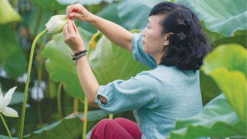  Ướp trà vào sen ở hồ Tịnh Tâm