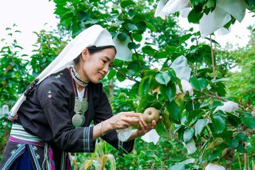 Theo chị Chu Thị Bích, lê VH6 phù hợp với điều kiện, thổ nhưỡng ký hậu của Nà Lẹng, nếu được chăm sóc đúng quy trình, cây lê phát triển tốt, cho năng suất cao.