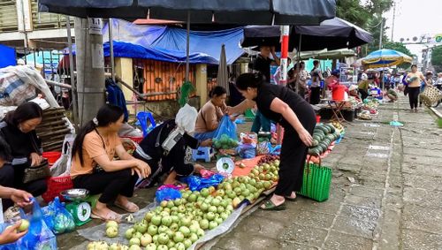 Với giá bán hiện tại, cây lê VH6 đem lại nguồn thu ổn định cho người dân Thành Công.