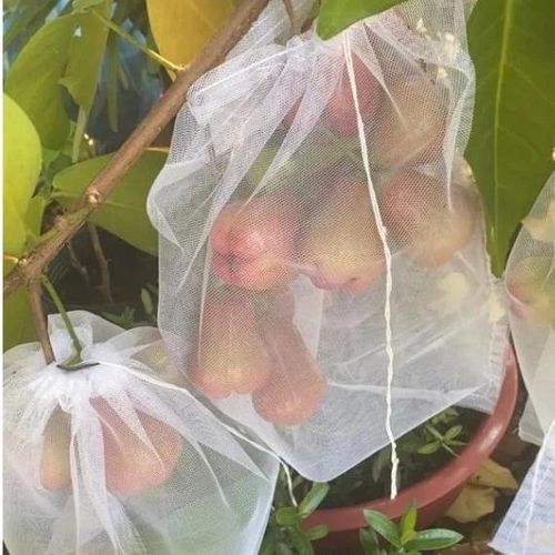 Hãy bọc trái cây lại để đảm bảo an toàn và giảm thiệt hại