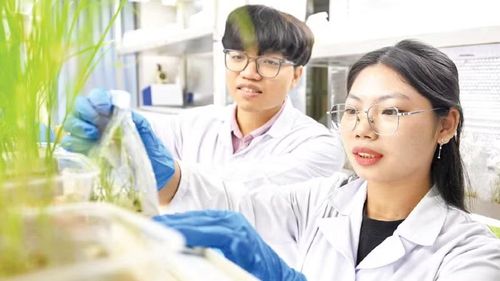 Nghiên cứu sinh Viện Di truyền Nông nghiệp kiểm tra mẫu cây trồng. (Ảnh: THẾ ĐẠI)