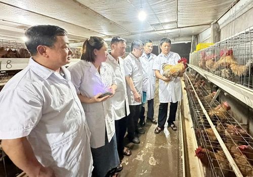 Quảng Ninh hoàn thiện hồ sơ đăng ký chỉ dẫn địa lý cho giống gà Tiên Yên, góp phần bảo vệ thương hiệu, kiểm soát chất lượng và nâng giá trị đặc sản địa phương.