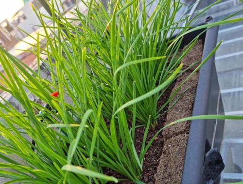 Cây hẹ với lá xanh dài, mềm mại, cho thu hoạch nhiều lần trong năm, vừa làm đẹp không gian vừa là gia vị thơm ngon cho bữa cơm gia đình.