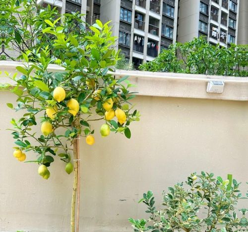 Chanh cảnh với lá xanh bóng, trái vàng sai trĩu, biểu tượng của sự tươi mát và may mắn.