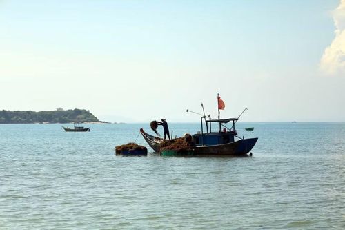 Người dân xã đảo Tam Hải khai thác rong mơ vào buổi sáng ở các bãi đá quanh đảo. (Ảnh: Đỗ Trưởng/TTXVN)
