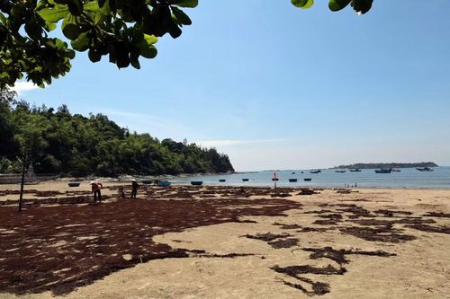 Người dân phơi rong mơ trên bãi cát ở xã đảo Tam Hải. (Ảnh: Đỗ Trưởng/TTXVN)
