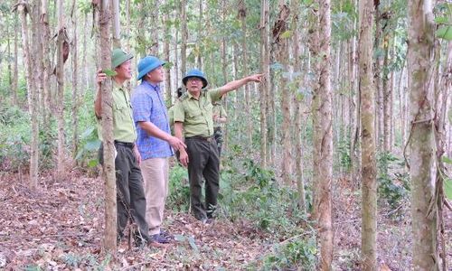 Cán bộ ngành Kiểm lâm thăm mô hình chuyển hóa rừng gỗ nhỏ sang gỗ lớn tại xã Đèo Gia.