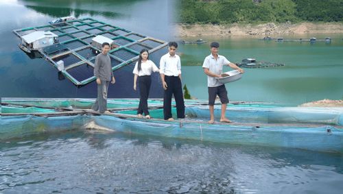 Trà Đốc mở rộng lĩnh vực kinh tế với mô hình nuôi và sản xuất các sản phẩm thương mại từ cá lồng bè. Ảnh: PHAN VINH